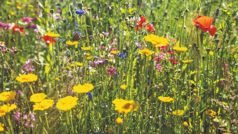 Blumen im Park am alten Bahndamm B&ouml;bingen_1_(c) Martin Frischauf, Unendlich-erleben