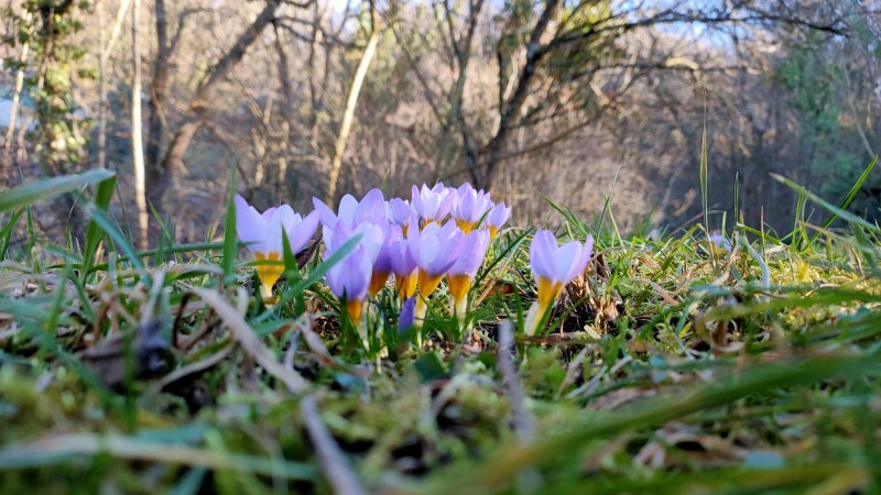 Lila Krokusse blühen im Gras, umgeben von kahlen Bäumen im Hintergrund. Der Fokus liegt auf den Blumen, während der Wald unscharf ist., © SMG Lila Krokusse blühen im Gras, umgeben von kahlen Bäumen im Hintergrund. Der Fokus liegt auf den Blumen, während der Wald unscharf ist., © SMG