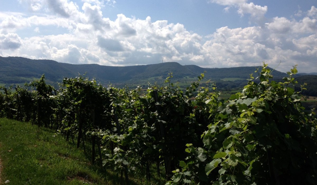 Ein Weinberg mit grünen Reben erstreckt sich vor einer hügeligen Landschaft. Der Himmel ist teils bewölkt, was dem Bild eine idyllische Atmosphäre verleiht., © Jasmin Kühnle Ein Weinberg mit grünen Reben erstreckt sich vor einer hügeligen Landschaft. Der Himmel ist teils bewölkt, was dem Bild eine idyllische Atmosphäre verleiht., © Jasmin Kühnle