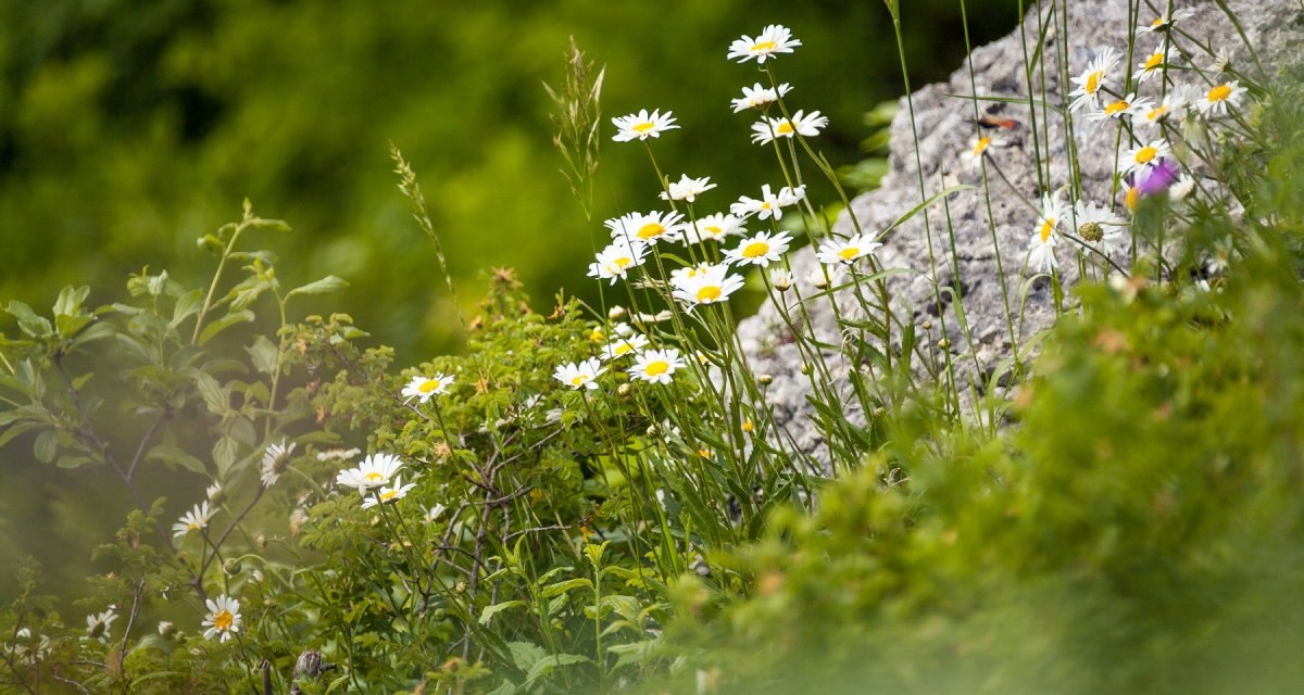 Weiße Gänseblümchen blühen auf einer grünen Wiese neben einem Felsen im Biosphärengebiet Schwäbische Alb., © hochgehberge Weiße Gänseblümchen blühen auf einer grünen Wiese neben einem Felsen im Biosphärengebiet Schwäbische Alb., © hochgehberge