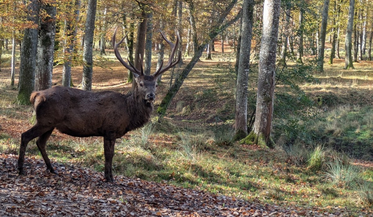 Ein majestätischer Hirsch steht im herbstlichen Wald, umgeben von buntem Laub und hohen Bäumen., © Natur.Nah. Schönbuch & Heckengäu Ein majestätischer Hirsch steht im herbstlichen Wald, umgeben von buntem Laub und hohen Bäumen., © Natur.Nah. Schönbuch & Heckengäu