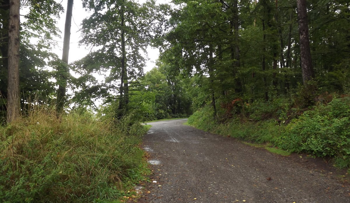 Ein schmaler, kurviger Waldweg, umgeben von hohen Bäumen und dichtem Grün, führt durch einen ruhigen Wald., © Natur.Nah. Schönbuch & Heckengäu Ein schmaler, kurviger Waldweg, umgeben von hohen Bäumen und dichtem Grün, führt durch einen ruhigen Wald., © Natur.Nah. Schönbuch & Heckengäu