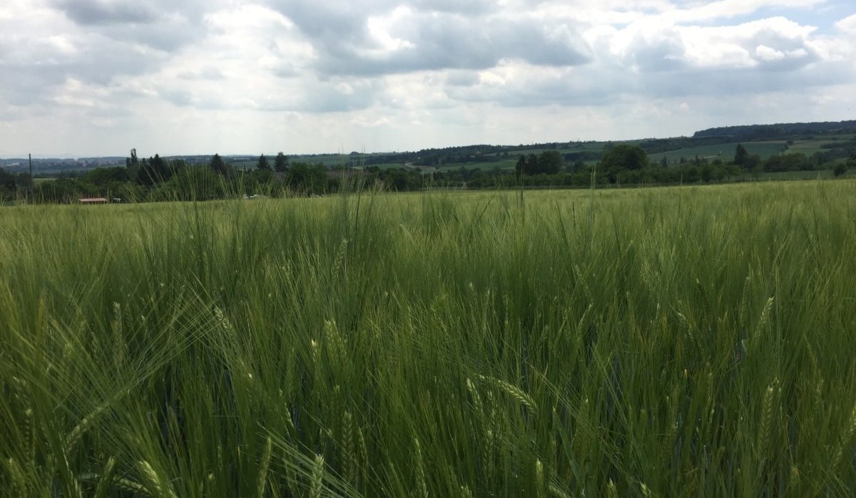 Ein weites Getreidefeld erstreckt sich unter einem bew&ouml;lkten Himmel. Im Hintergrund sind sanfte H&uuml;gel und B&auml;ume zu sehen., &copy; Natur.Nah. Sch&ouml;nbuch & Heckeng&auml;u