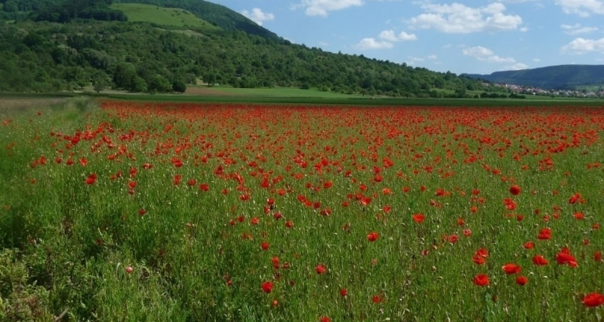 Ein weites Mohnblumenfeld erstreckt sich vor einem grünen Hügel mit der Burg Teck. Der Himmel ist blau mit weißen Wolken., © Landratsamt Esslingen Ein weites Mohnblumenfeld erstreckt sich vor einem grünen Hügel mit der Burg Teck. Der Himmel ist blau mit weißen Wolken., © Landratsamt Esslingen