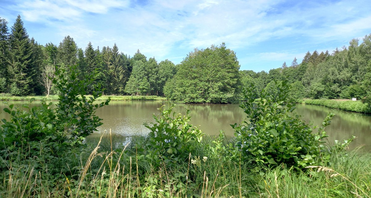 Ein ruhiger See mit üppiger Ufervegetation und Wald im Hintergrund unter einem blauen Himmel. Ein ruhiger See mit üppiger Ufervegetation und Wald im Hintergrund unter einem blauen Himmel.