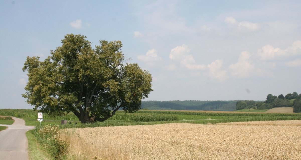Ein großer Baum steht neben einem Feldweg, umgeben von einem Getreidefeld und grünen Wiesen unter einem blauen Himmel mit wenigen Wolken., © Natur.Nah. Schönbuch & Heckengäu Ein großer Baum steht neben einem Feldweg, umgeben von einem Getreidefeld und grünen Wiesen unter einem blauen Himmel mit wenigen Wolken., © Natur.Nah. Schönbuch & Heckengäu