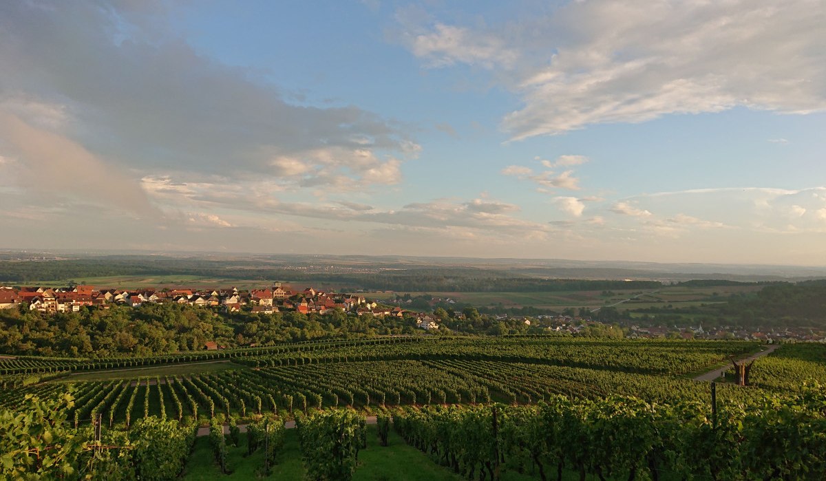 Weinberge bei Hohenhaslach im Abendlicht, mit Blick auf das Dorf und den weiten Himmel. Die Landschaft ist grün und friedlich., © Weingut Weiberle Weinberge bei Hohenhaslach im Abendlicht, mit Blick auf das Dorf und den weiten Himmel. Die Landschaft ist grün und friedlich., © Weingut Weiberle