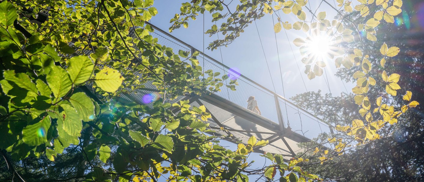 Die Hängebrücke Wildline in Bad Wildbad, von unten fotografiert, umgeben von grünen Blättern und strahlendem Sonnenlicht., © Stuttgart-Marketing GmbH, Martina Denker