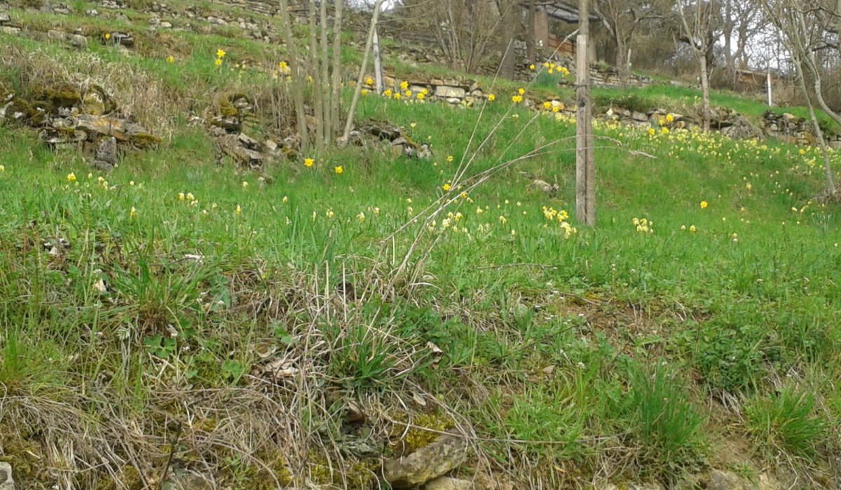 Eine grüne Wiese mit gelben Blumen und vereinzelten Bäumen. Im Hintergrund sind Terrassen mit Steinmauern zu sehen., © Natur.Nah. Schönbuch & Heckengäu Eine grüne Wiese mit gelben Blumen und vereinzelten Bäumen. Im Hintergrund sind Terrassen mit Steinmauern zu sehen., © Natur.Nah. Schönbuch & Heckengäu