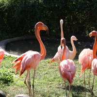 Eine Gruppe von Flamingos steht im Gras vor einem kleinen Teich im Tierpark Göppingen, umgeben von grüner Vegetation., © Tierpark Göppingen