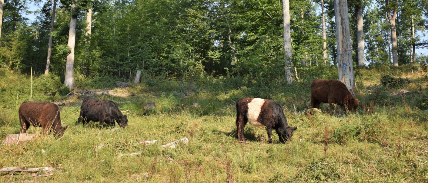 Vier Galloways grasen friedlich auf einer Waldlichtung. Die Umgebung ist grün und von hohen Bäumen umgeben., © Landratsamt Böblingen, Amt für Forsten Vier Galloways grasen friedlich auf einer Waldlichtung. Die Umgebung ist grün und von hohen Bäumen umgeben., © Landratsamt Böblingen, Amt für Forsten