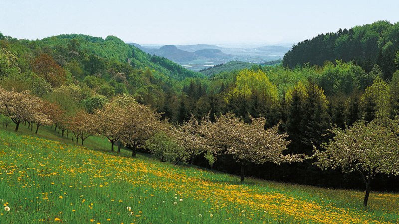 Bl&uuml;hende Wiese mit gelben Blumen und bl&uuml;henden B&auml;umen, umgeben von gr&uuml;nen H&uuml;geln und W&auml;ldern., &copy; Tourismusgemeinschaft Marbach-Bottwartal