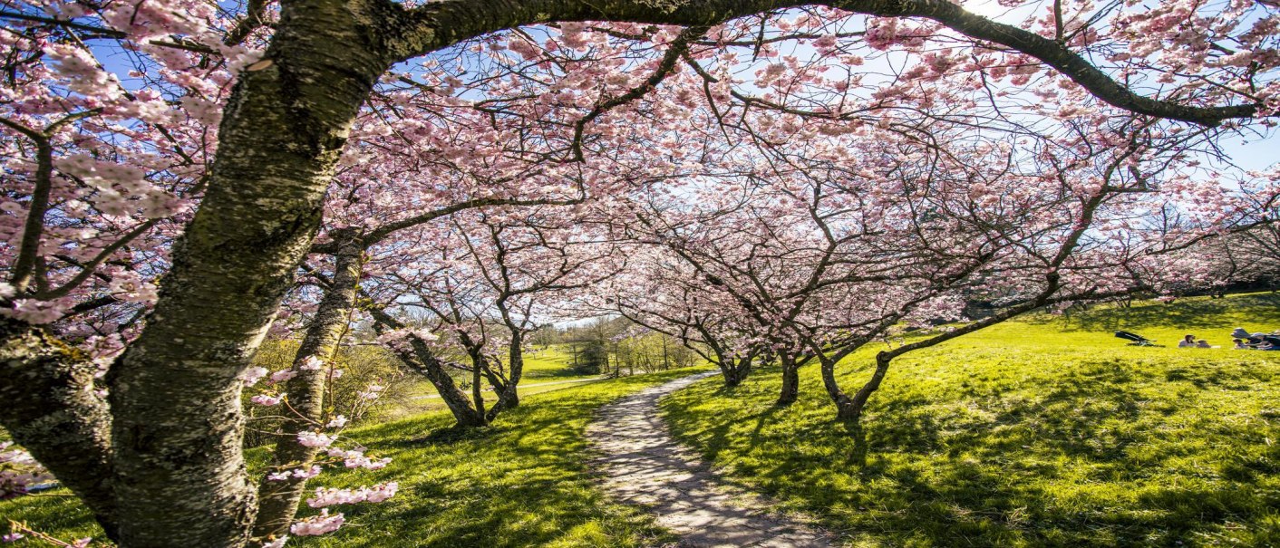 Ein blühender Kirschbaumweg im Aibachgrund Sindelfingen. Der Pfad ist von rosa Blüten umgeben, während Menschen auf der Wiese entspannen., © SMG, Sarah Schmid