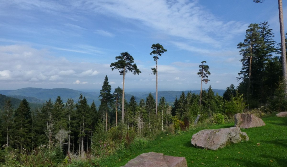 Blick von der Hahnenfalzhütte: Grüne Wiese mit großen Felsen, dahinter hohe Bäume und ein weiter Blick über bewaldete Hügel unter blauem Himmel., © Nördlicher Schwarzwald Blick von der Hahnenfalzhütte: Grüne Wiese mit großen Felsen, dahinter hohe Bäume und ein weiter Blick über bewaldete Hügel unter blauem Himmel., © Nördlicher Schwarzwald