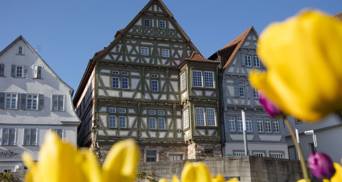 Fachwerkh&auml;user vor blauem Himmel, gelbe Tulpen im Vordergrund. Historische Architektur und Fr&uuml;hlingsblumen in harmonischer Komposition., &copy; Stuttgart Marketing GmbH Achim Mende