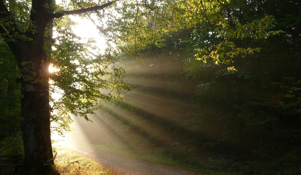 Sonnenstrahlen durchbrechen das Bl&auml;tterdach eines Waldes und beleuchten einen mit Laub bedeckten Weg im Siebenm&uuml;hlental.
