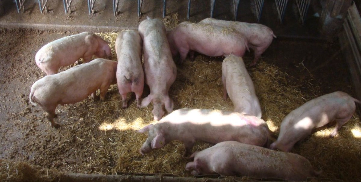 Mehrere Schweine in einem Stall mit Stroh und Futtertrögen. Sonnenlicht fällt durch ein Fenster auf die Tiere.