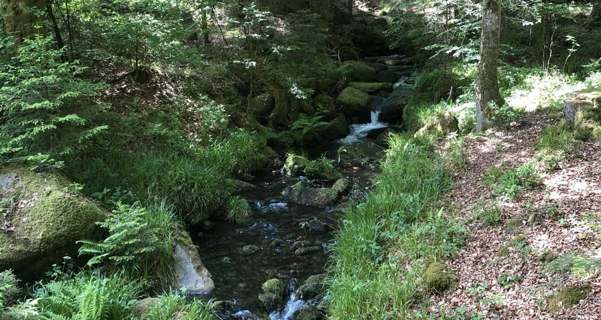 Ein kleiner Bach fließt durch einen grünen Wald. Moos und Farne säumen das Ufer, Sonnenlicht fällt durch die Blätter., © Nördlicher Schwarzwald Ein kleiner Bach fließt durch einen grünen Wald. Moos und Farne säumen das Ufer, Sonnenlicht fällt durch die Blätter., © Nördlicher Schwarzwald