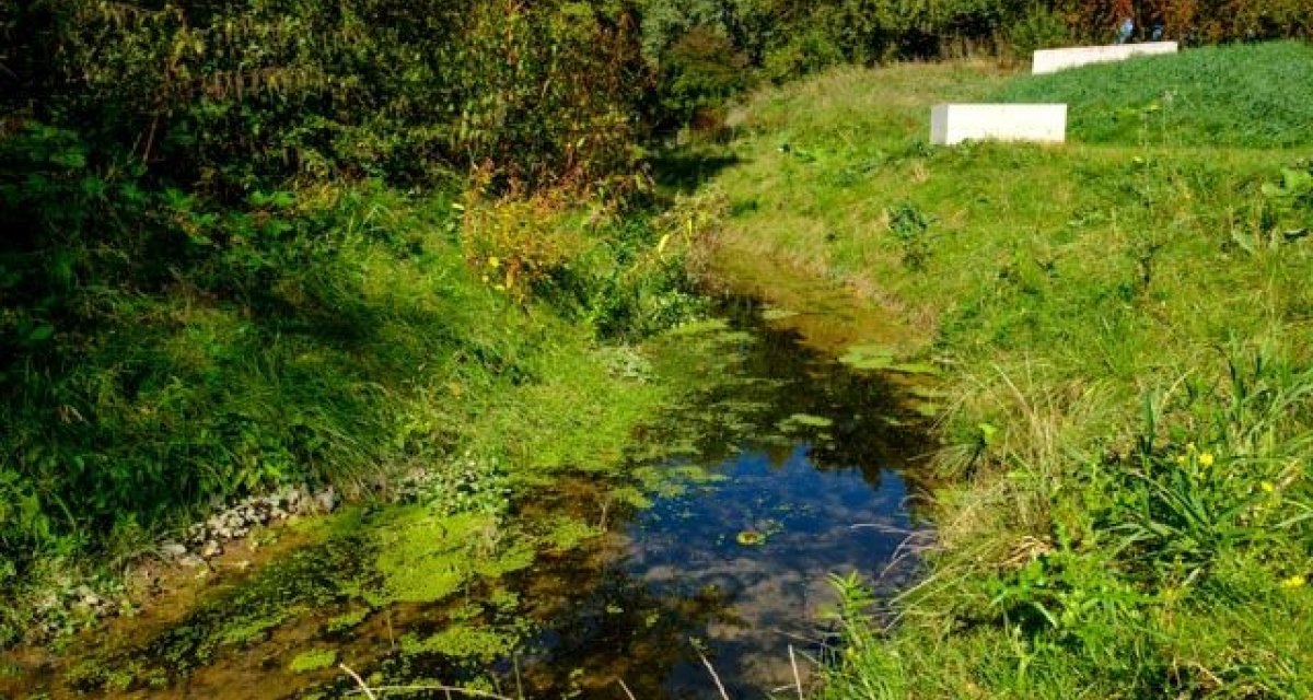 Ein kleiner Wasserlauf mit Algen und Pflanzen, umgeben von grüner Vegetation und Bäumen im Hintergrund., © Remstal Tourismus e.V. Ein kleiner Wasserlauf mit Algen und Pflanzen, umgeben von grüner Vegetation und Bäumen im Hintergrund., © Remstal Tourismus e.V.